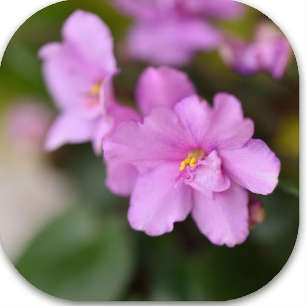 Ballet Taffy dm1 фото