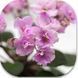 Ballet Taffy dm1 фото 4