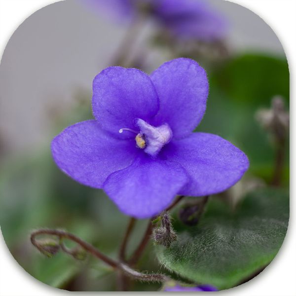 Rob's Gundaroo dt8 фото