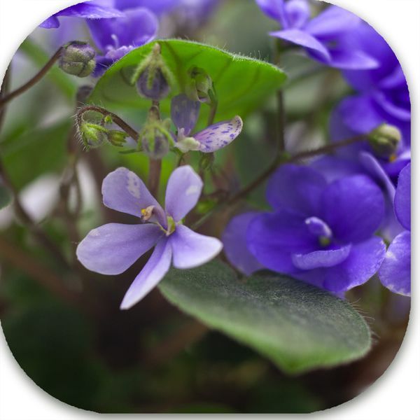Rob's Gundaroo dt8 фото