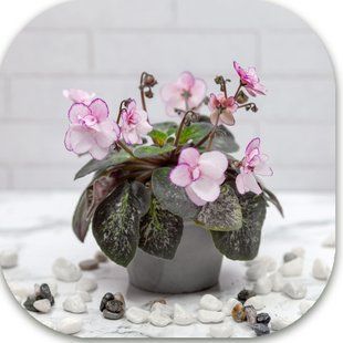 Lilian Sparkler ds2 фото