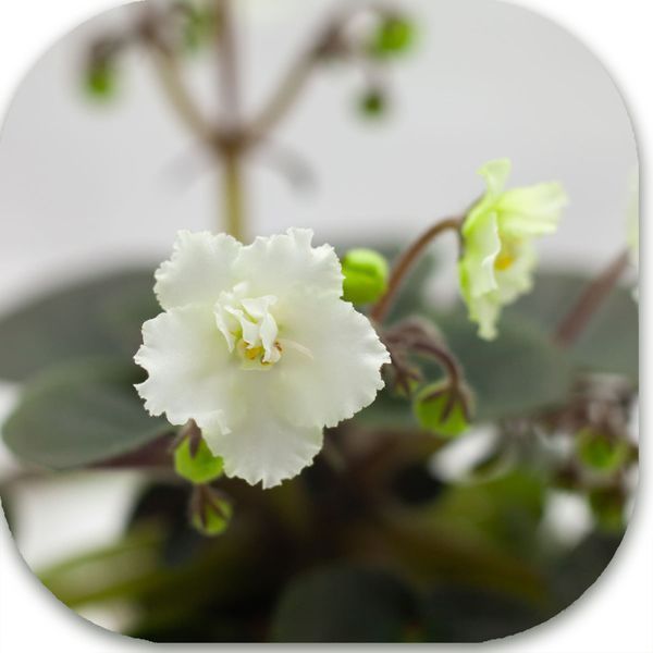 Christening Gown dnm2 фото
