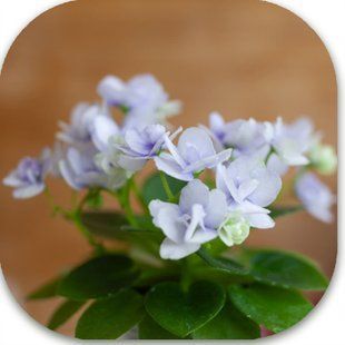 Мініатюрна фіалка Jolly Orchid з білими махровими квітками типу анютка з бузковим вічком; світло-зелене блискуче листя