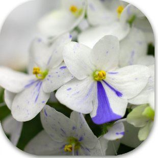 Малий стандарт Tina's April Fantasy з простими та напівмахровими білими квітками, прикрашеними синіми штрихами, сегментами та променями фентезі; зелена стьобана розетка з Elf-ряболистістю; яскравий фантазійний акцент у колекції