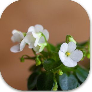 ЛЕ-Принцеса Лея dm36 фото