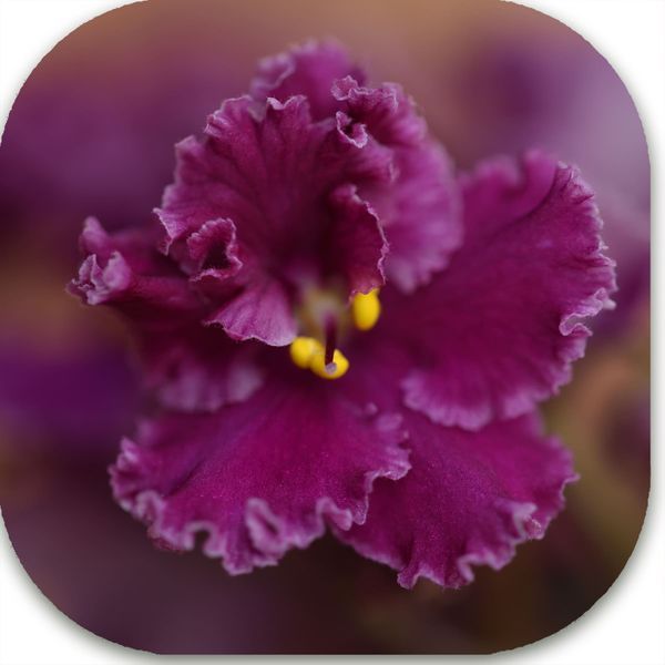 Jolly Frills dnm10 фото