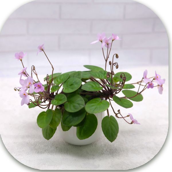 Pixie Pink dt44 фото