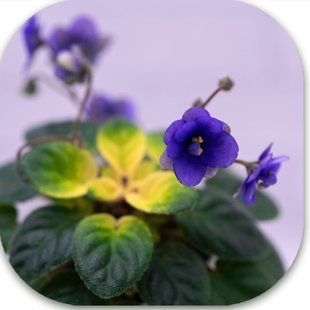 Blooper dm104 фото