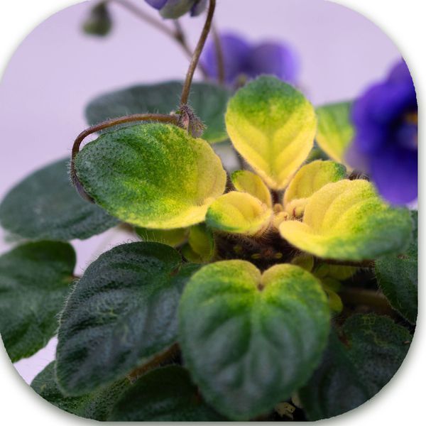 Blooper dm104 фото