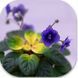 Blooper dm104 фото 1