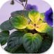 Blooper dm104 фото 2
