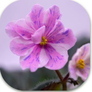 Ness' Spring Blush &mdash; стандартна сенполія селекції D. Ness. Має напівмахрові химерні білі квіти типу анютки з рожевими променями та фіолетовим фентезі. Листя середньо-зелене, просте. Ефектний сорт для колекціонерів, який поєднує яскраву химерність і класич