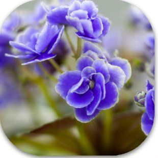Мініатюрна фіалка Jolly Orchid (спорт) з голубими махровими квітками типу анютка з білою каймою; світло-зелене блискуче листя