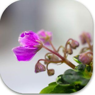 НК-Little Muck m39 фото