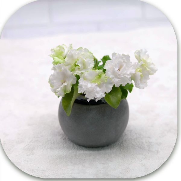 Celtic Rose White dnm150 фото