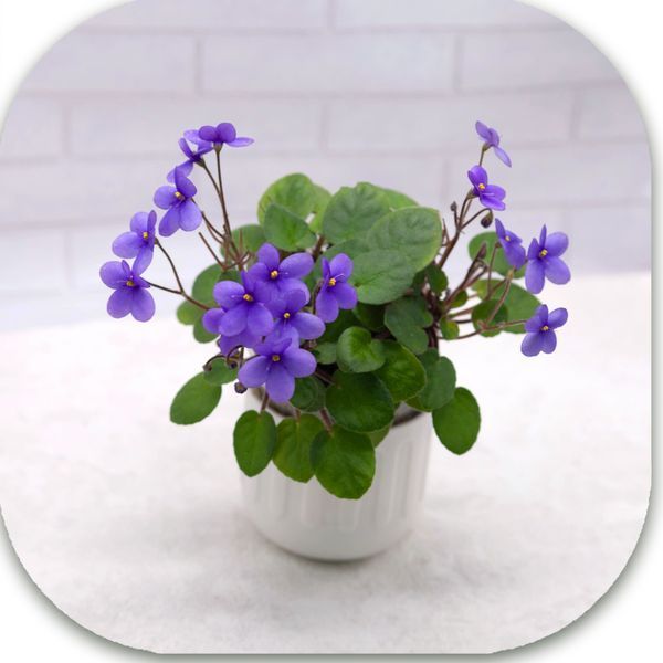 Pixie Blue dt40 фото