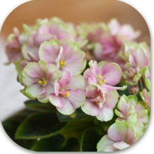 Hunter's Sweet Sakura dm48 фото