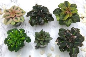 Відокремлення діток та коли пересаджувати   фото