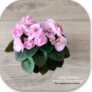 Hodss-Amelie dm52 фото