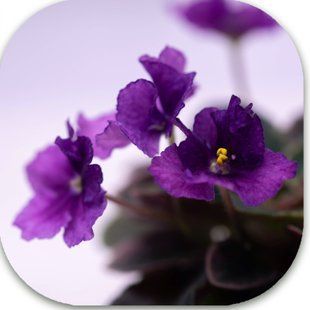 Rob's Bee Boopsie dm119 фото