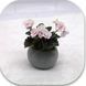 Petite Blarney dm59 фото 2