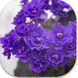 Blue Scoundrel dm2 фото 1