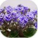 Мініатюрна фіалка Gleeful Elf з махровими темно-синіми квітками з білою облямівкою та темно-зеленим листям