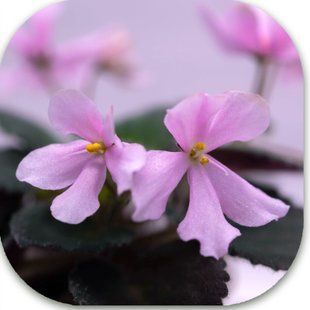 Imp's Acrodynia Fairy &mdash; фіалка селекції J. Jackson. Одиночні або напівмахрові рожеві квітки типу &ldquo;оса&rdquo;. Стандартна розетка