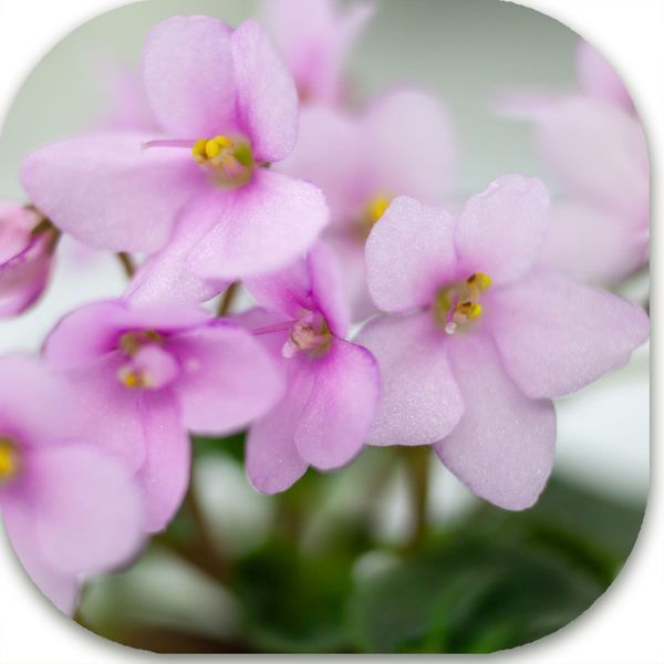 Little Bo Peep dm16 фото