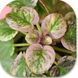 Champagne Pink dt2 фото 3