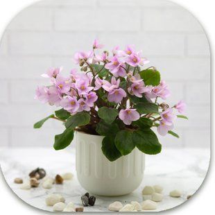 Demer`s Pixie Belle dt3 фото