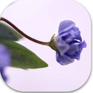 Сині подвійно складені дзвіночки. Блідо-блакитний букет на міні-розетці.
