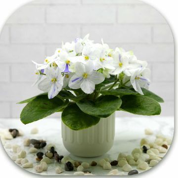 Стандарти
