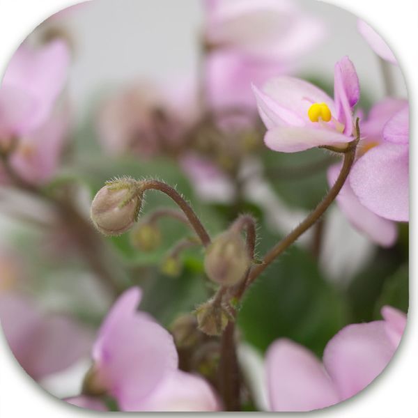 Demer`s Pixie Belle dt3 фото