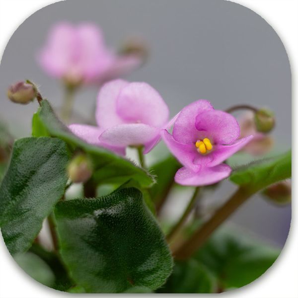 Demer`s Pixie Belle dt3 фото
