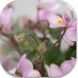 Demer`s Pixie Belle dt3 фото 5
